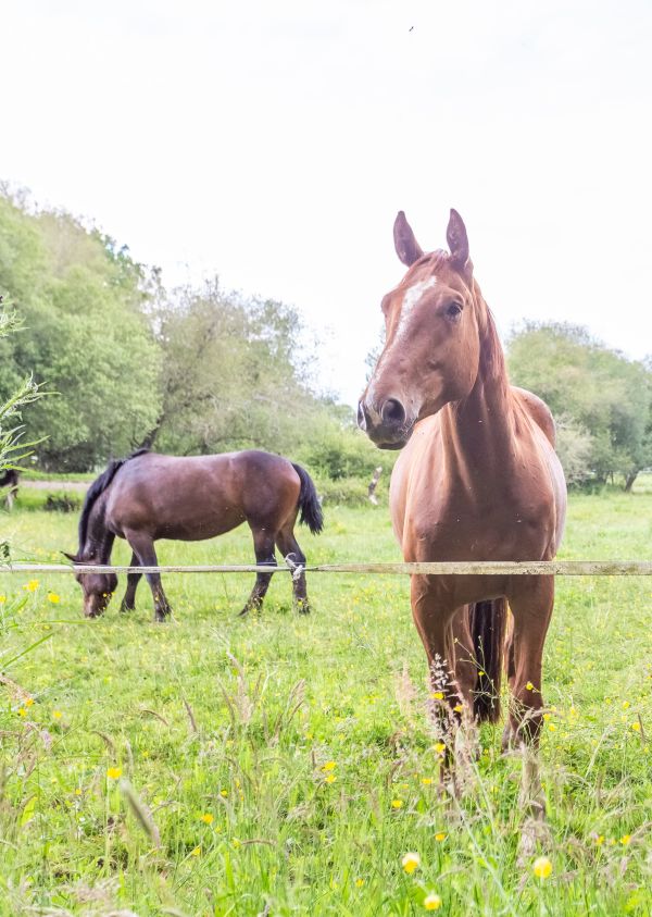 Séance d'équicoaching au Domaine des Vaulx en Mayenne