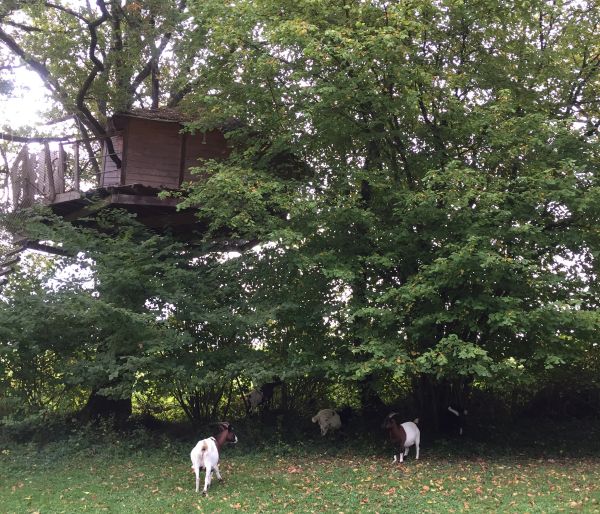 Séjour en cabane perchée dans un arbre, au coeur de la nature en Mayenne