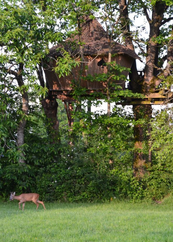 Hébergement insolite en Mayenne : découvrez la cabane dans les arbres Des Cartes !